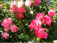 Red Swany 19,25 ����.jpg