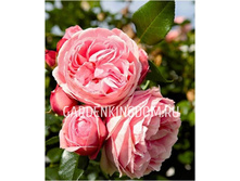 Giardina �������� 3,20 ����.jpg