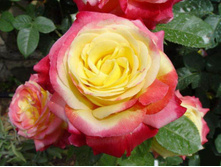 Orient express������ �������� 2,95 ����.jpg