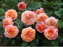 Chippendale ��������� 2,95 ����.jpg