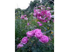 ���� ��������� Vasilleasa.