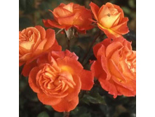 Alison ������ 2,95 ����.jpeg