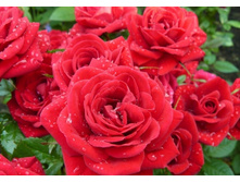 Zwergkonig ���������� 2,95 ����.jpg