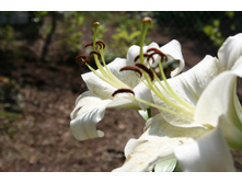 �� ���������.. Lilium 'Pretty Women