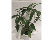 H.dasyantha