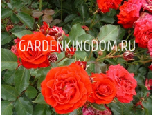 Nina Poulsen ���� ������� 2,95 ����.jpg