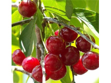 ����� �����-410�.jpg