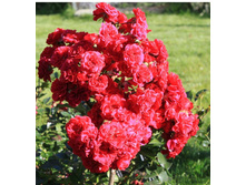 Hello 19.25 ����.jpg