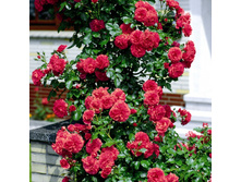 Rosarium Uetersen �������� ������� 3,20 ����.jpg