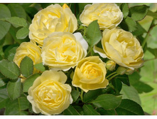 Comtesse de Barry �������� �� ����� 2,95 ����.jpg