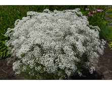 ��������� ����������� �����������,(��)8,50 ���.[���.3002109]