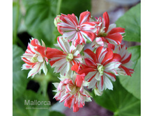 Mallorca