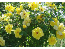 Golden Showers ������ ������ 2,95 ����.jpg