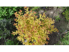 ������ ����� ����