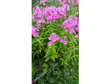 ����������  �������