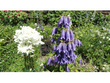 ����������� �������� ����� Purple Sensation