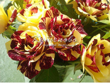 ��� �������   ��� ���� �� 180�