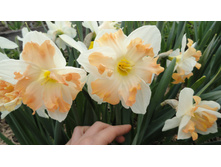 ������� Cum Laude