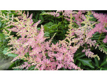 ���� ������