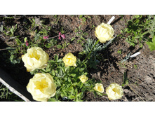 ���������� ��������