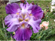 ���� ����������