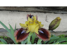 ���� Being Busy