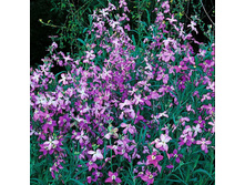 �������� ������� ������ 9,09 ���.[���.3001756]