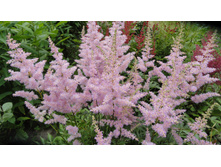 ���� ��� ����