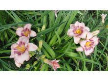 ������ �������