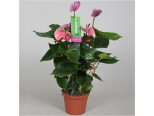 �������� ����� Cavalli purple- 750- 900  ���.