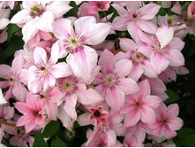 ���� �������