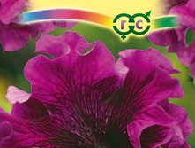 ������� �����-��������� 10�� ������ 15,39���.[���.3004241]