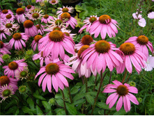 �������� ���������*