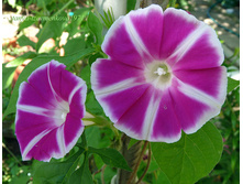 ������ ������ ������ 17,39���.[���.3005439]