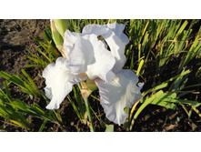 ���� �������