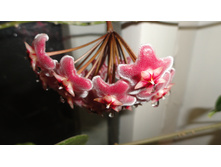 ��������� ������ ....