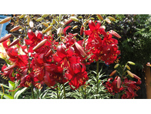 ��� ��������