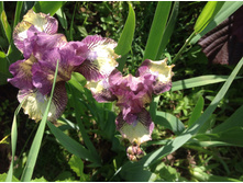 ���� ���������� Bandid Tiger