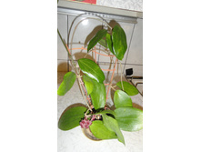 ���� ������������� ......