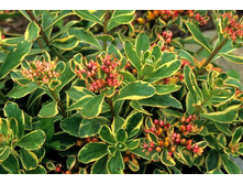 ���������� ����������*