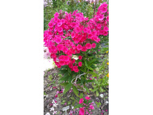 ��������  ��������