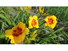 ����� ��