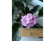 ��-�������� ���� (�����)