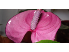 �������� ����� Cavalli purple