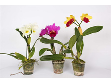 ������� ����