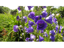 ����������� �������������� ��������