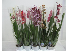 ������� ���� - 500 - 550 ���.