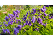 ����������� ��������������