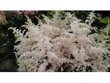 ���� ����