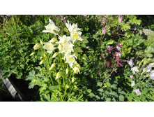 ��������� �����